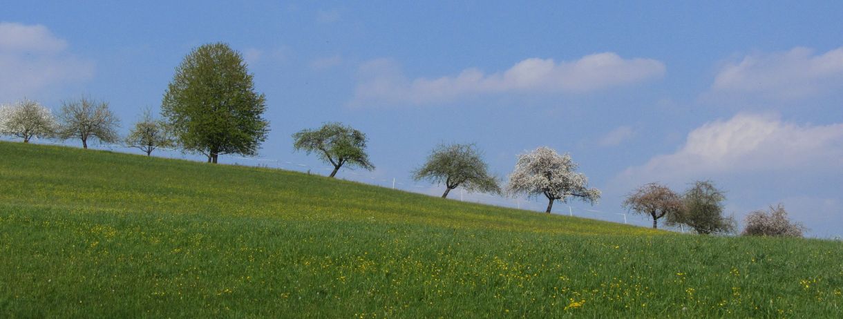 Streuobstlandschaft im Frühling, Foto: S. Rieger