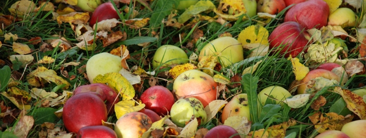 Äpfel im Gras, Foto: B. Holderied