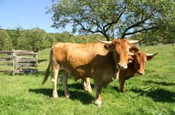 Limpurger Rind, Foto: D. Kraft