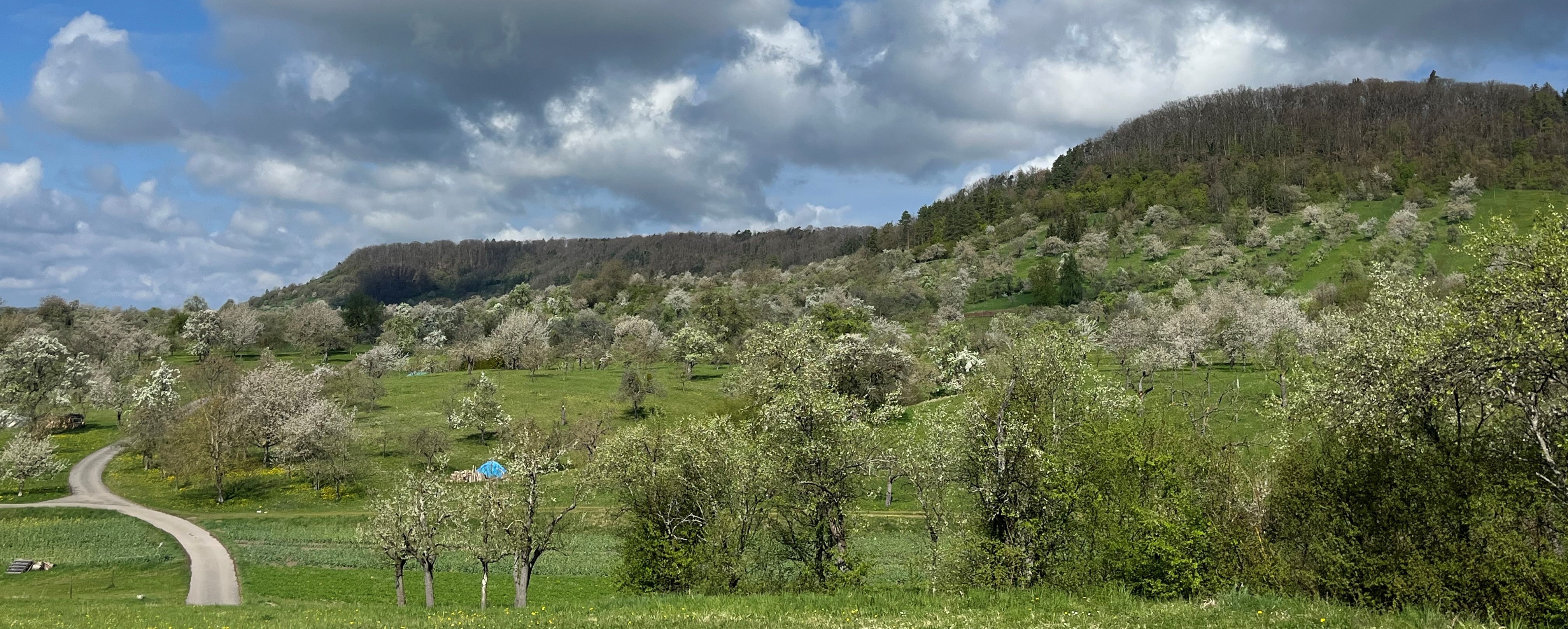 Streuobstgebiet im Frühling 