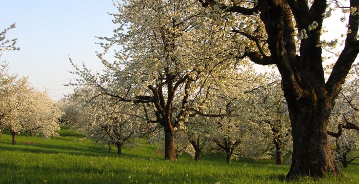 Kirschblüte