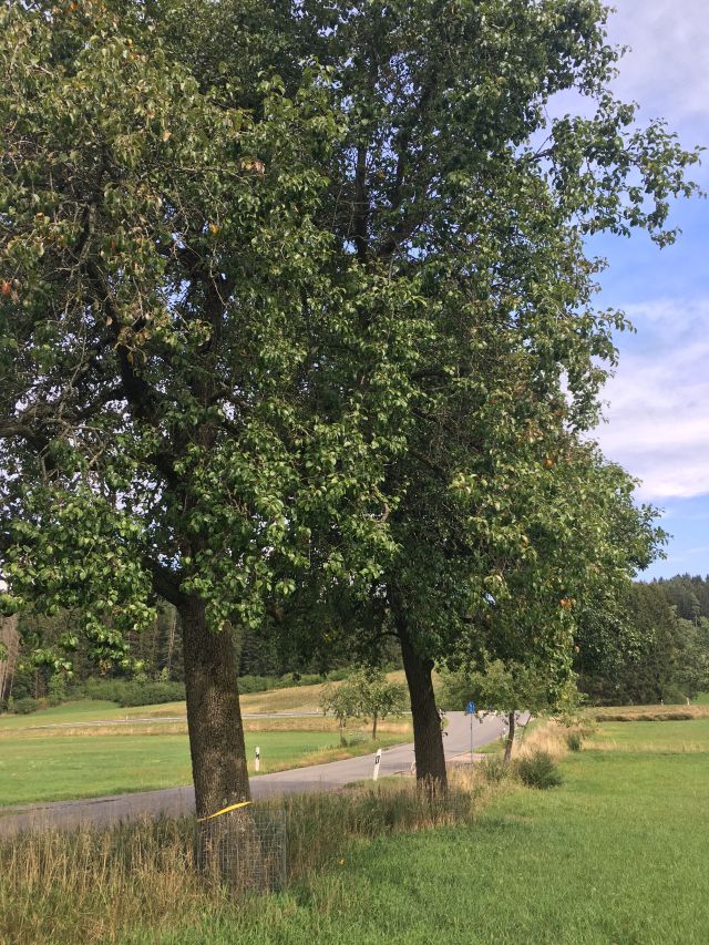 Birnbaum mit gelbem Band