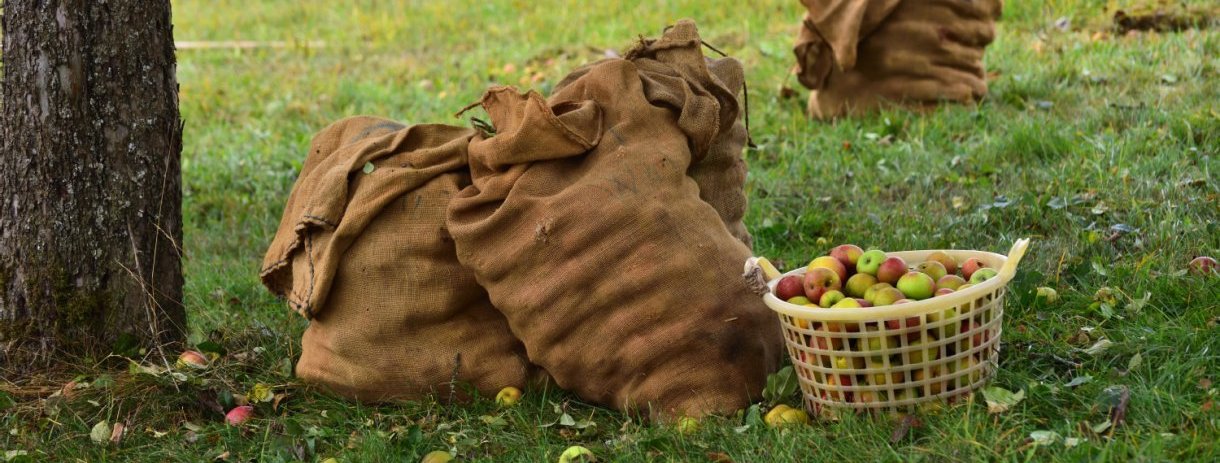 Korb und Säcke mit Äpfeln gefüllt unter einem Baum