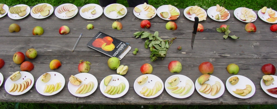 Lange Tafel mit Tellern und aufgeschnittenen Äpfeln für eine Apfelverkostung