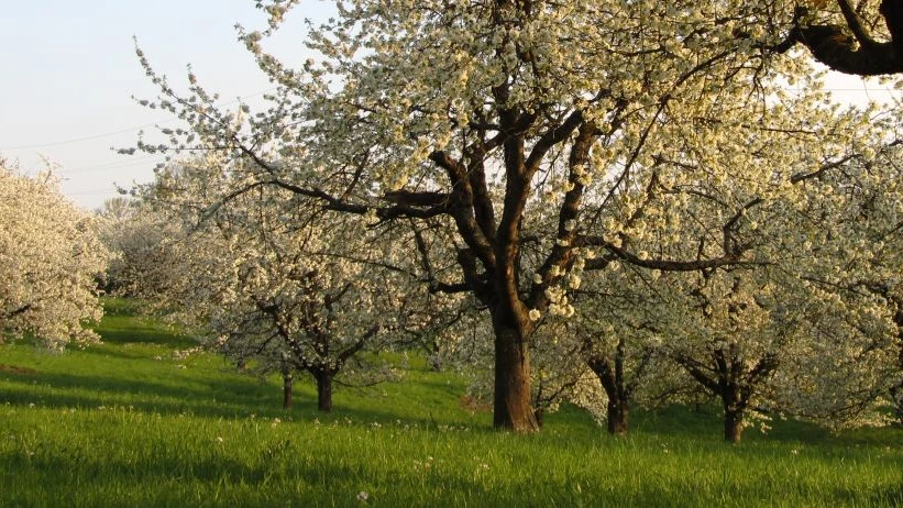 Kirschblüte, Foto: S. Rieger