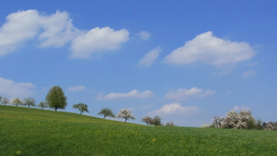 Streuobstlandschaft im Frühling