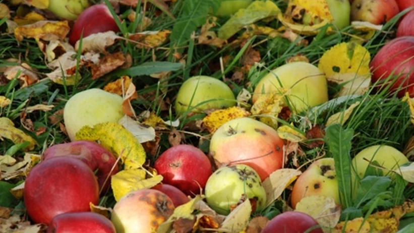 Äpfel im Gras, Foto: B. Holderied
