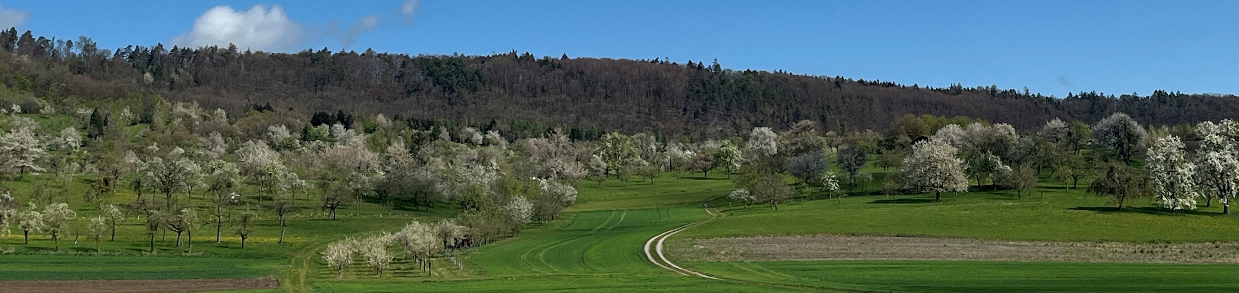 eine Streuobstlandschaft im Frühling
