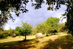 Heuernte, Foto: W. Hartmann