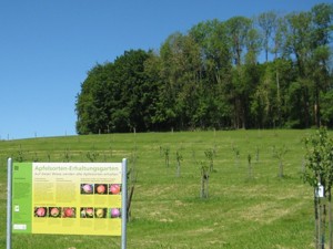 Hochstammsortengarten, Foto: KOB