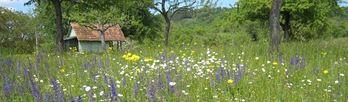 Wiesenblüte, Foto: E. Schuker